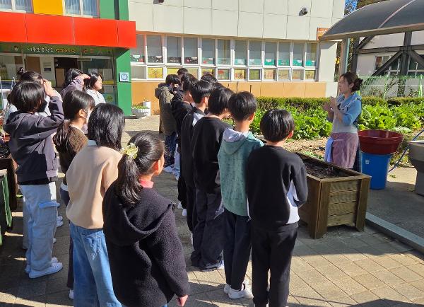 6학년 텃밭 활동(배추와 무 수확하여 겉절이 김치 만들기)